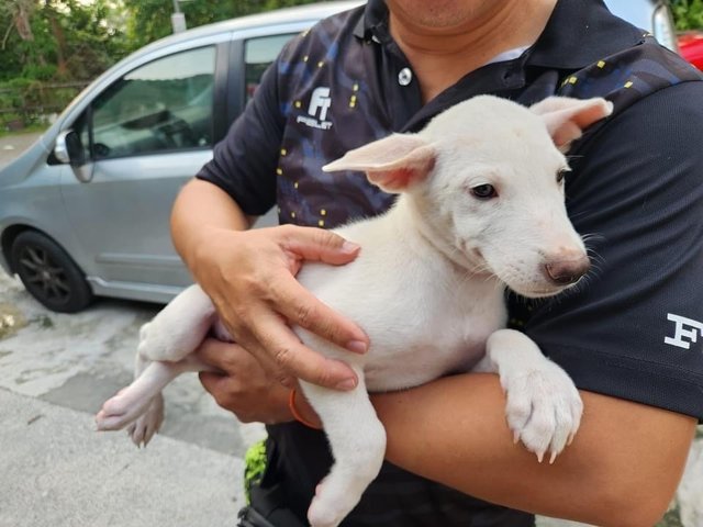 Sparrow  - Mixed Breed Dog