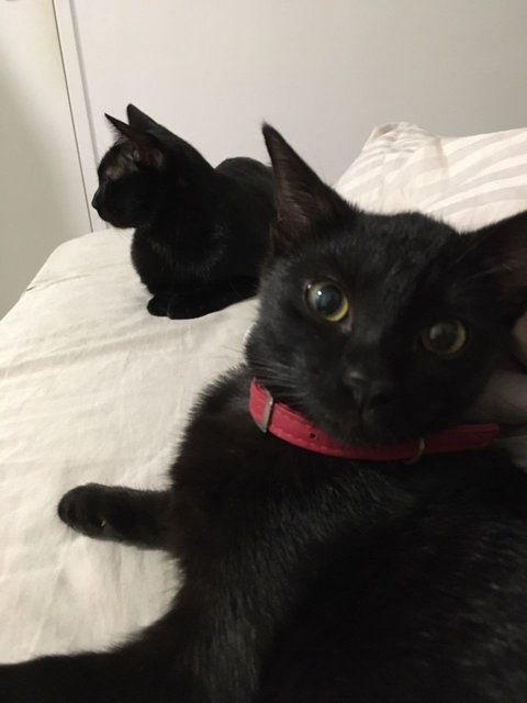 Shadow, Mysti &amp; Aurora (Urgent Adoption) - Domestic Short Hair Cat