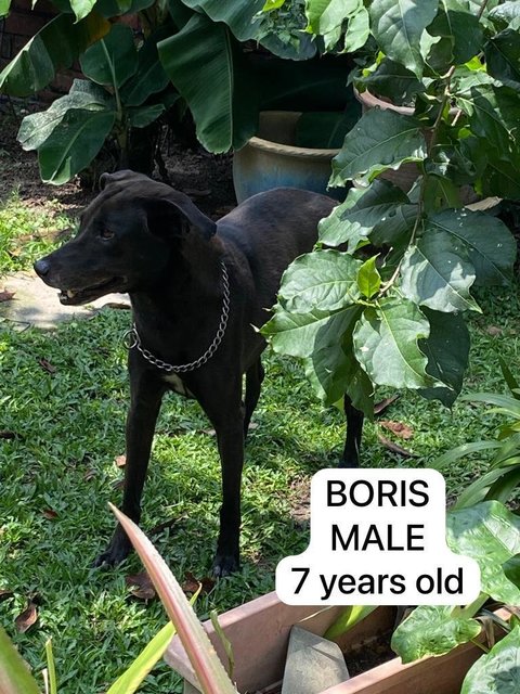 Boris - Mixed Breed Dog