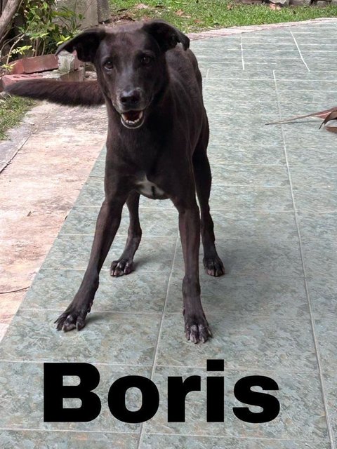 Boris - Mixed Breed Dog