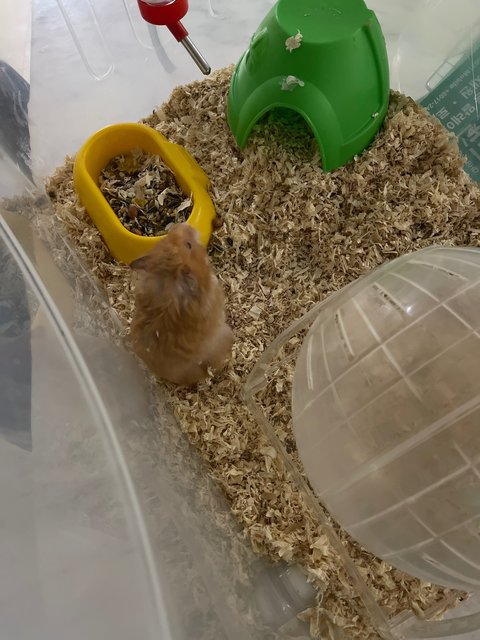 Ginger - Syrian / Golden Hamster Hamster