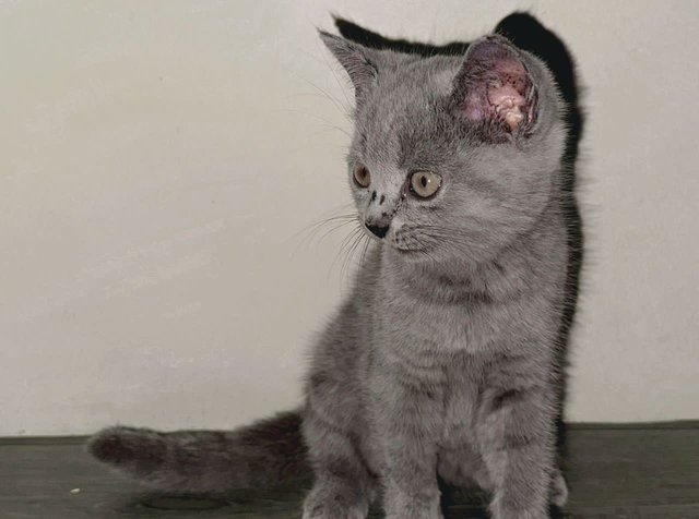 Domestic Bsh  - British Shorthair Cat