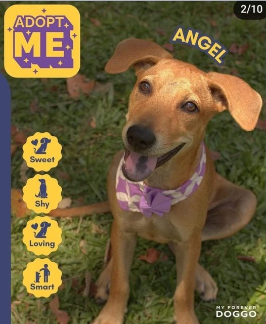 Angel - Mixed Breed Dog