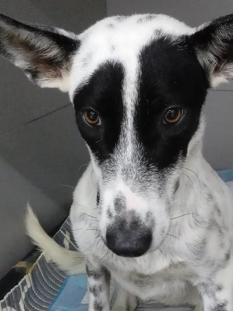 Paloma - Mixed Breed Dog