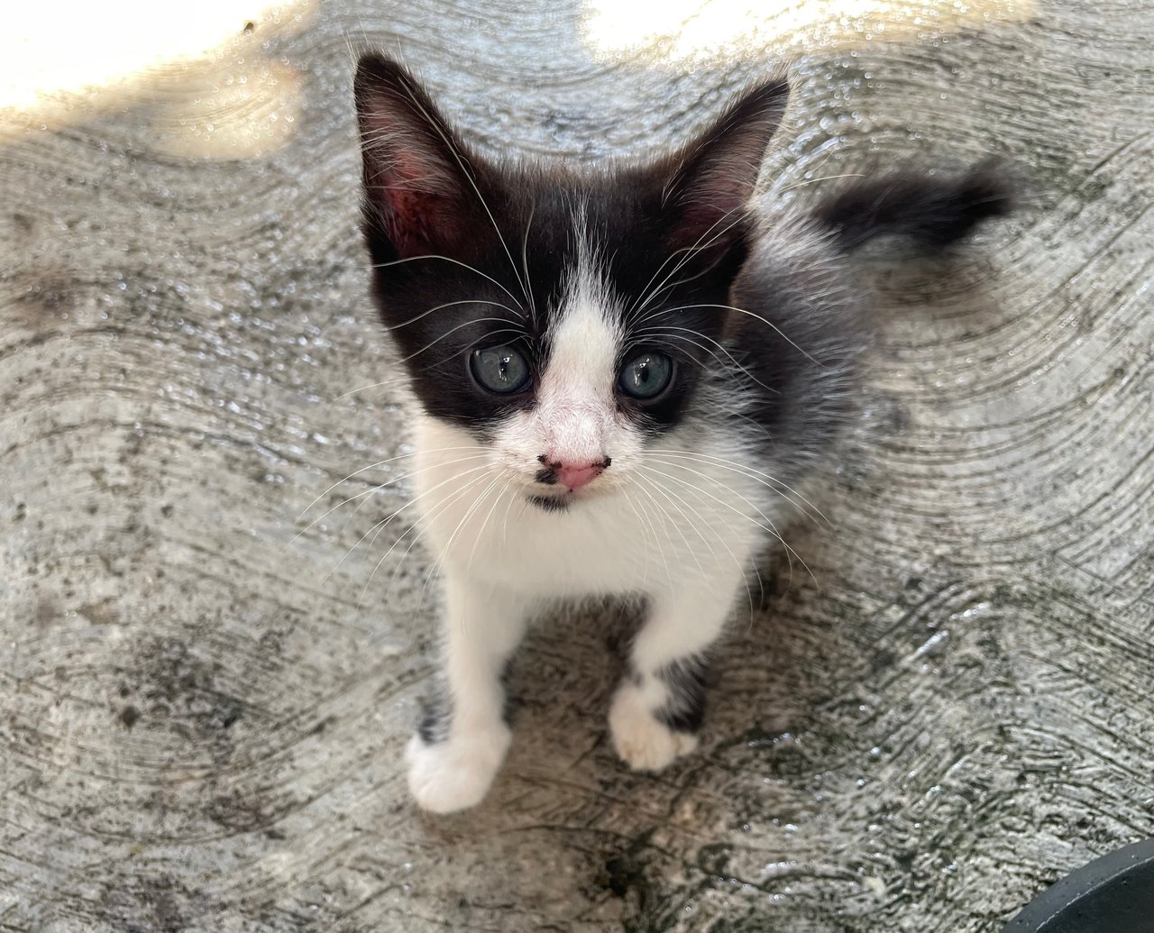 Stray Kittens - Domestic Short Hair + Domestic Medium Hair Cat