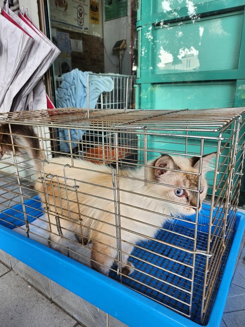 Lost And Found  - Siamese + Ragdoll Cat