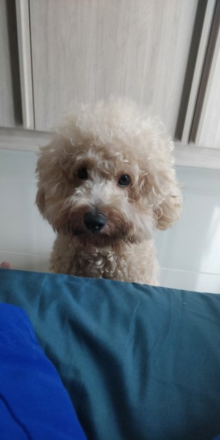 Goofy - Poodle Dog