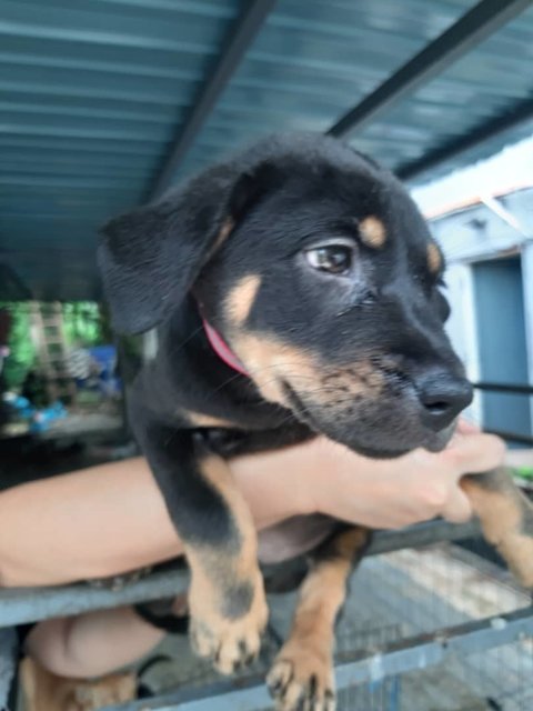 June,  - Beauceron Mix Dog