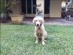 Coco - Golden Retriever Dog