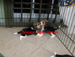 Beagle Puppies With Mka Cert - Beagle Dog