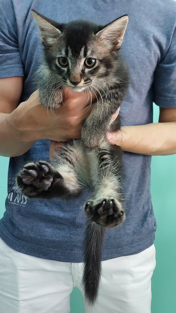 Lao Da - Domestic Medium Hair Cat