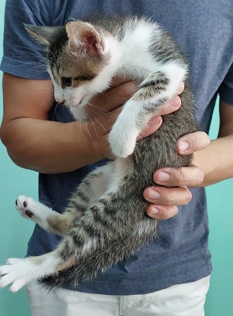 Lao Er - Domestic Short Hair Cat