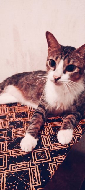 Syafiqah - Domestic Short Hair Cat