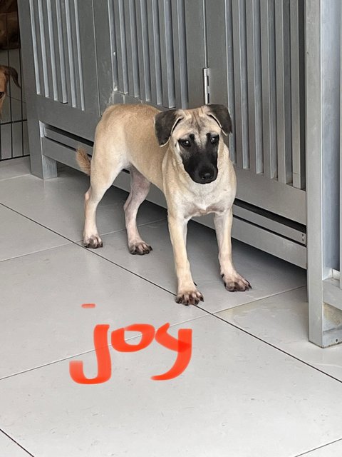 Love &amp; Joy - Black Mouth Cur Dog