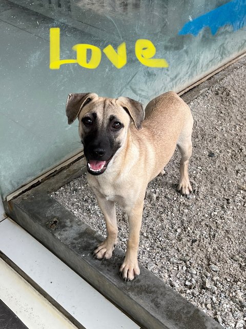 Love &amp; Joy - Black Mouth Cur Dog