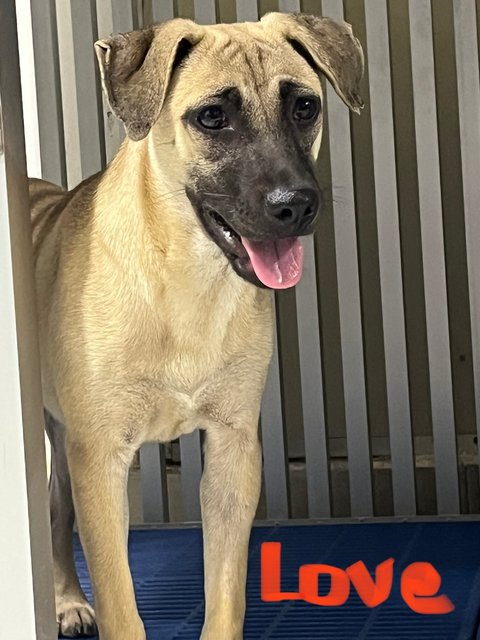 Love &amp; Joy - Black Mouth Cur Dog