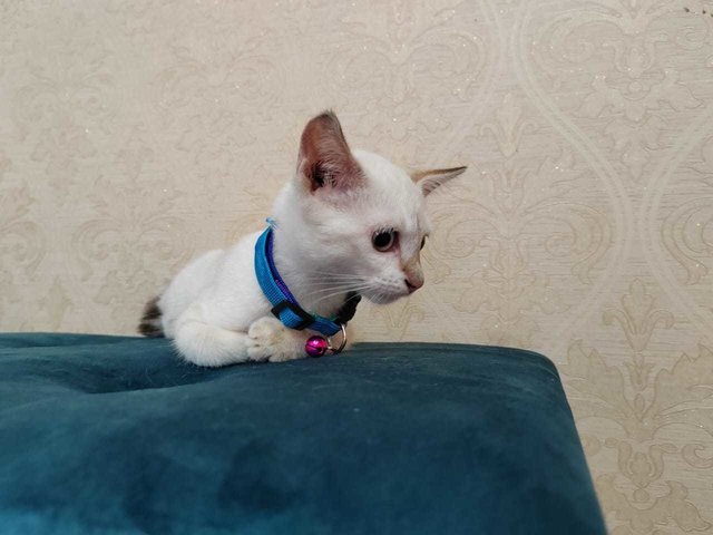 Cat Snowie (Short Tailed)  - Domestic Short Hair Cat