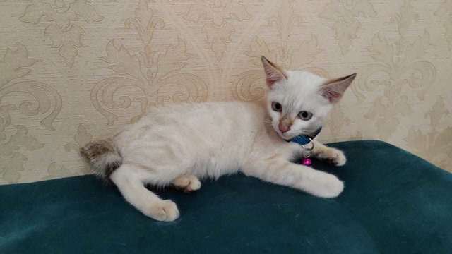 Cat Snowie (Short Tailed)  - Domestic Short Hair Cat