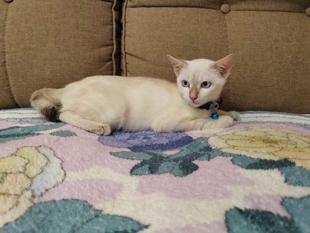Cat Snowie (Short Tailed)  - Domestic Short Hair Cat