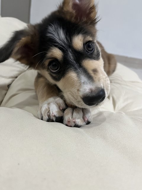 Happy - Siberian Husky Mix Dog