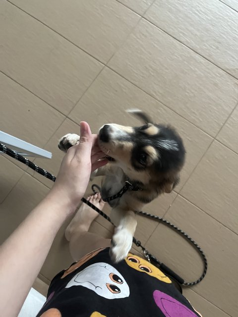 Happy - Siberian Husky Mix Dog