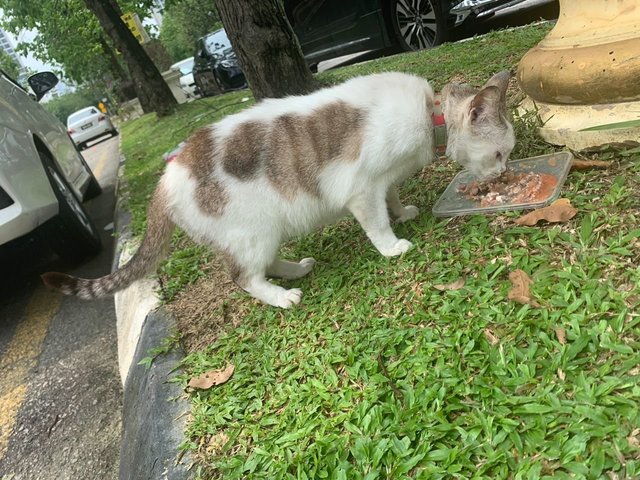 Putih - Domestic Short Hair Cat