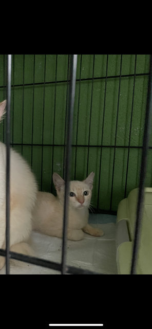 Milky  - Domestic Short Hair Cat