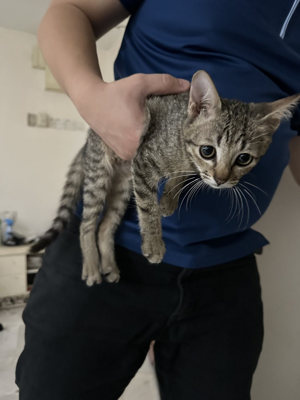 Kampung Cat - Domestic Short Hair Cat