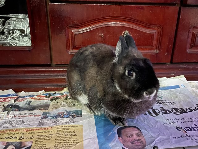 Sweetie  - Netherland Dwarf Rabbit