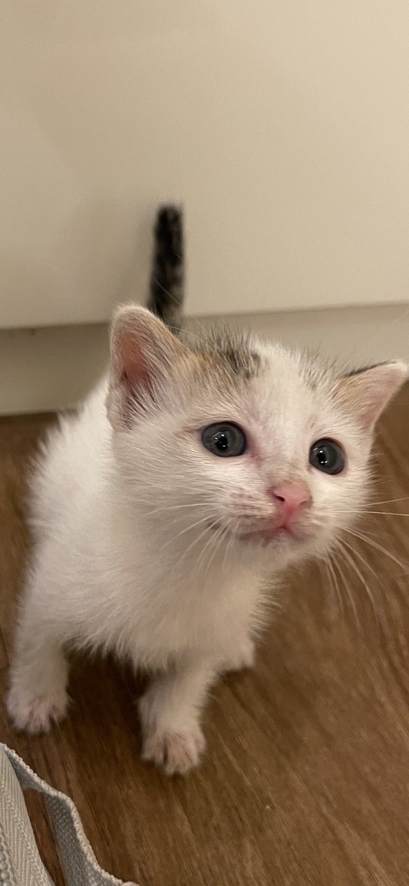 Snowflake - Domestic Short Hair Cat