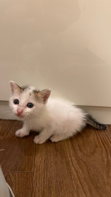 Snowflake - Domestic Short Hair Cat