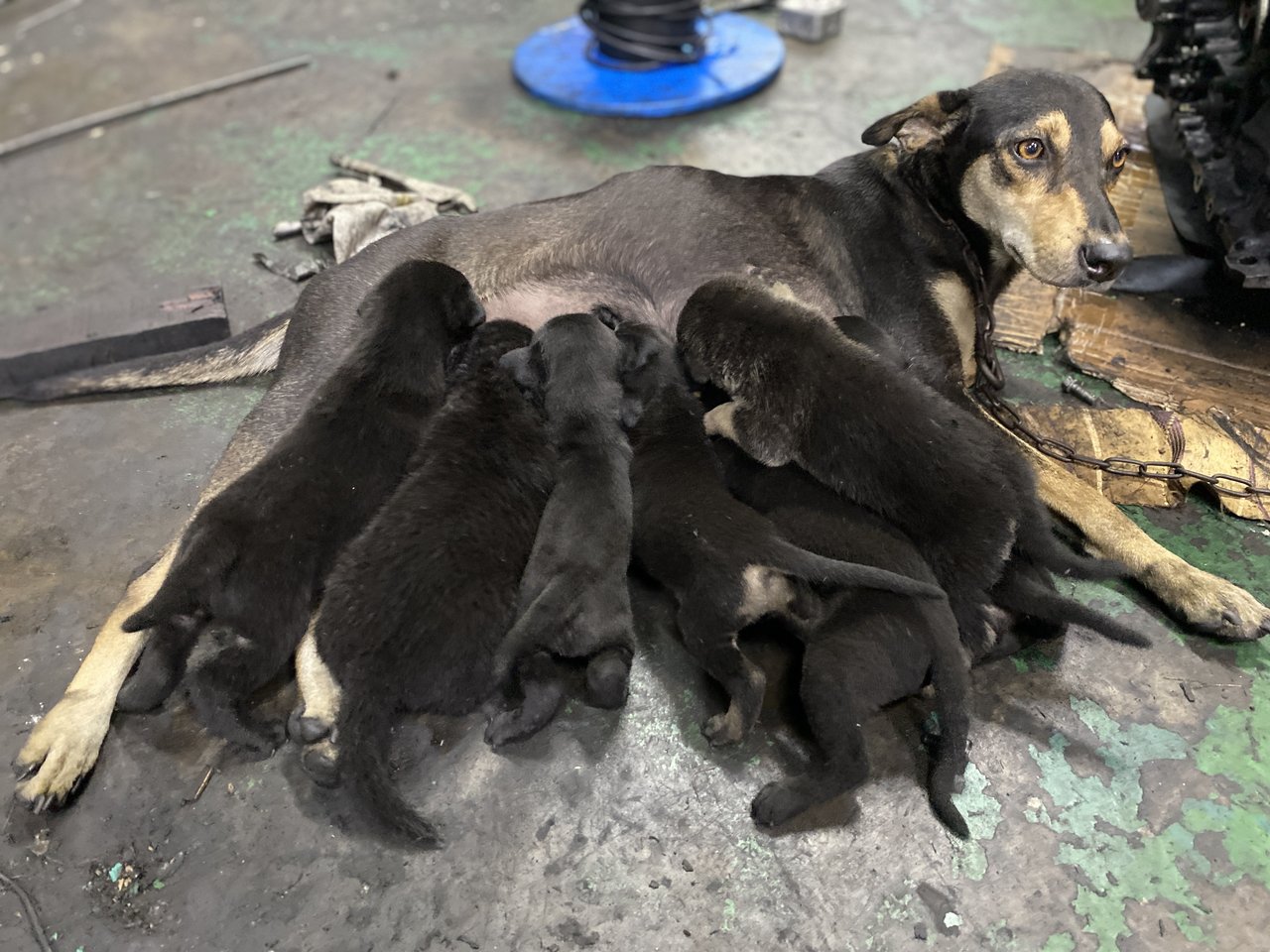 Black - Mixed Breed Dog