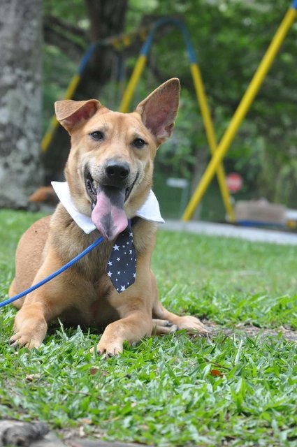 Milo - Australian Kelpie Mix Dog