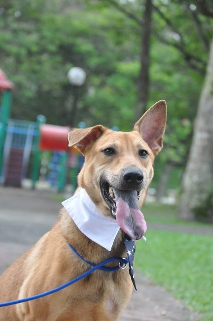 Milo - Australian Kelpie Mix Dog