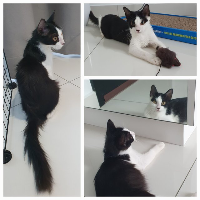 Flora - Domestic Medium Hair Cat