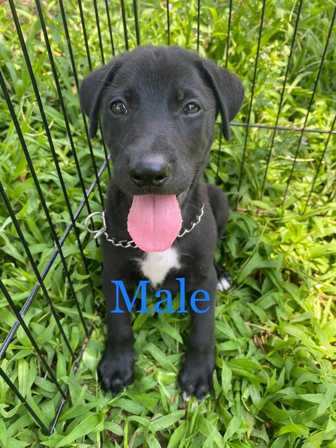 Beautiful In Black - Mixed Breed Dog