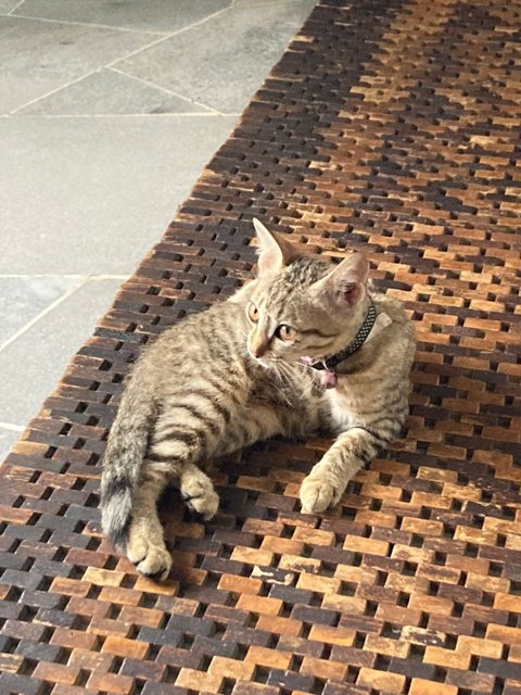 Baby Cat - Domestic Short Hair Cat