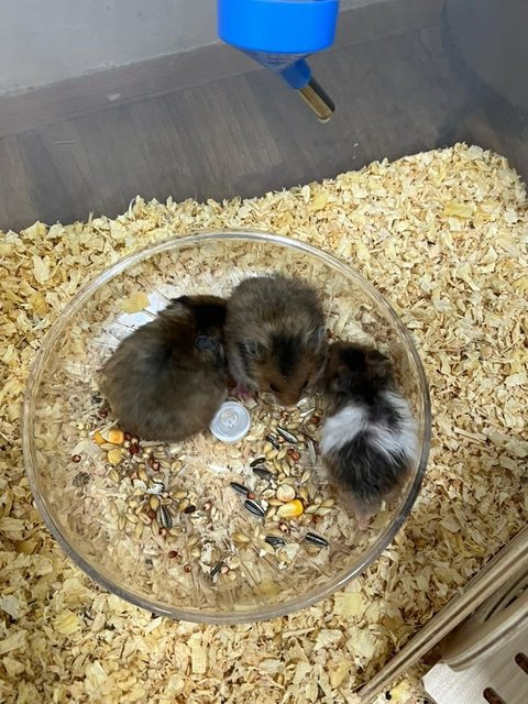 Syrian Short Coat Hamsters For Sale at Pet Lovers Centre Singapore