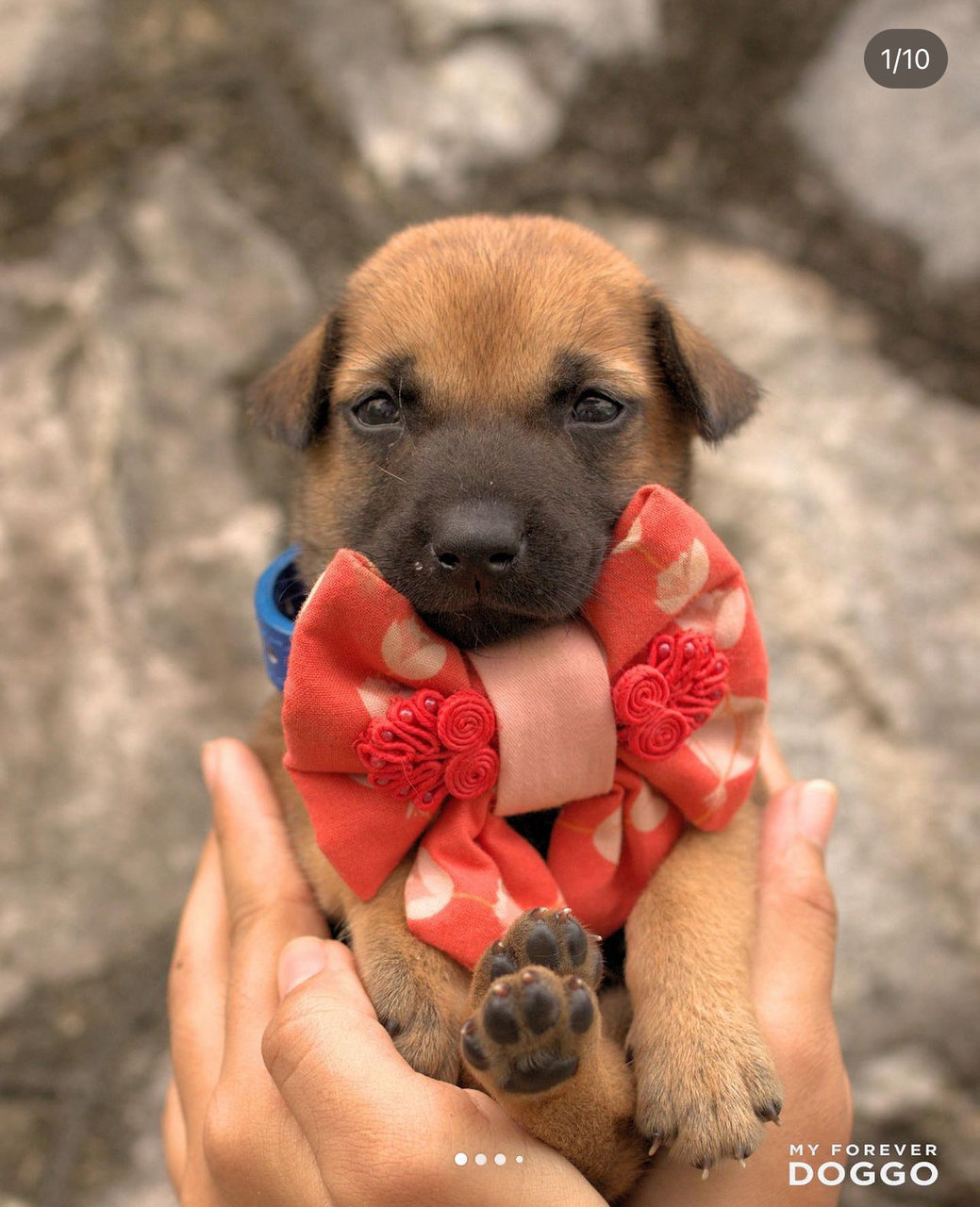 Charlie Jr - Mixed Breed Dog