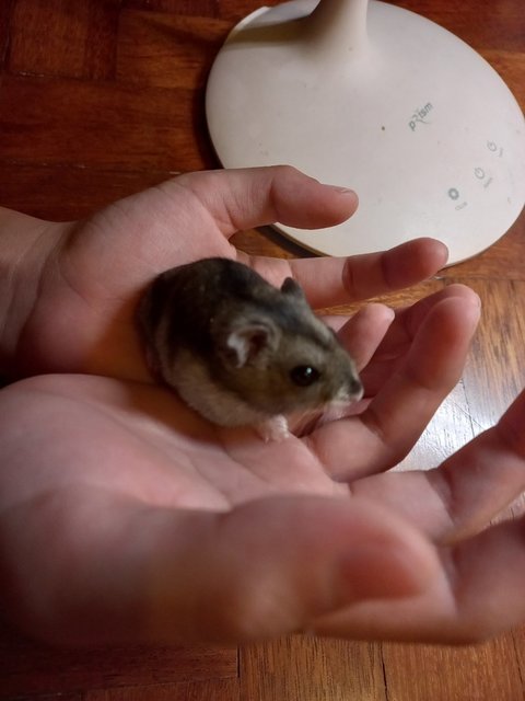 Hamzi - Short Dwarf Hamster Hamster