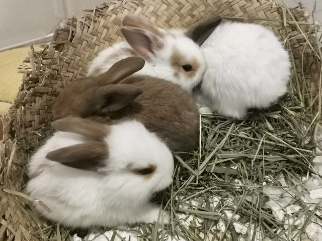 Bunnies  - Bunny Rabbit Rabbit