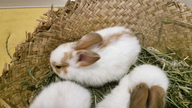 Bunnies  - Bunny Rabbit Rabbit
