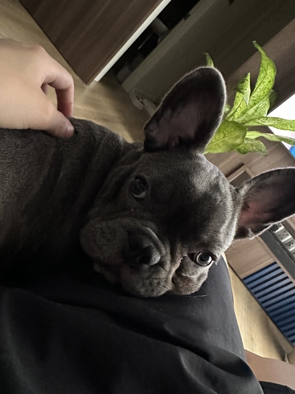 Lilo - French Bulldog Dog