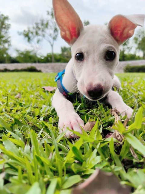 Snowy - Mixed Breed Dog