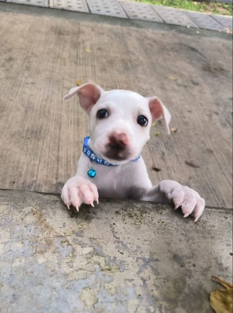 Snowy - Mixed Breed Dog