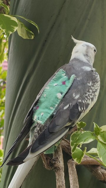 Rio In Orange Pampers  - Cockatiel Bird