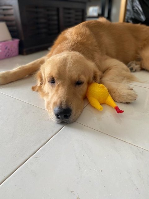 Barney - Golden Retriever Dog