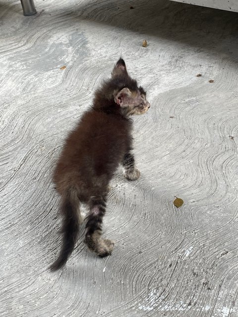 Tiger - Maine Coon + Domestic Long Hair Cat