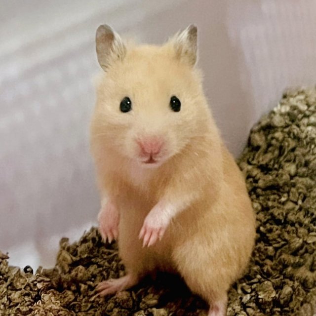 Kuma - Syrian / Golden Hamster Hamster