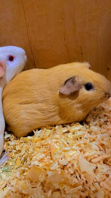 Caramel &amp; Mocha - Guinea Pig Small & Furry